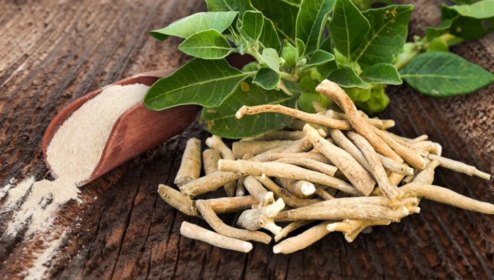 Les bienfaits de l'aswagandha