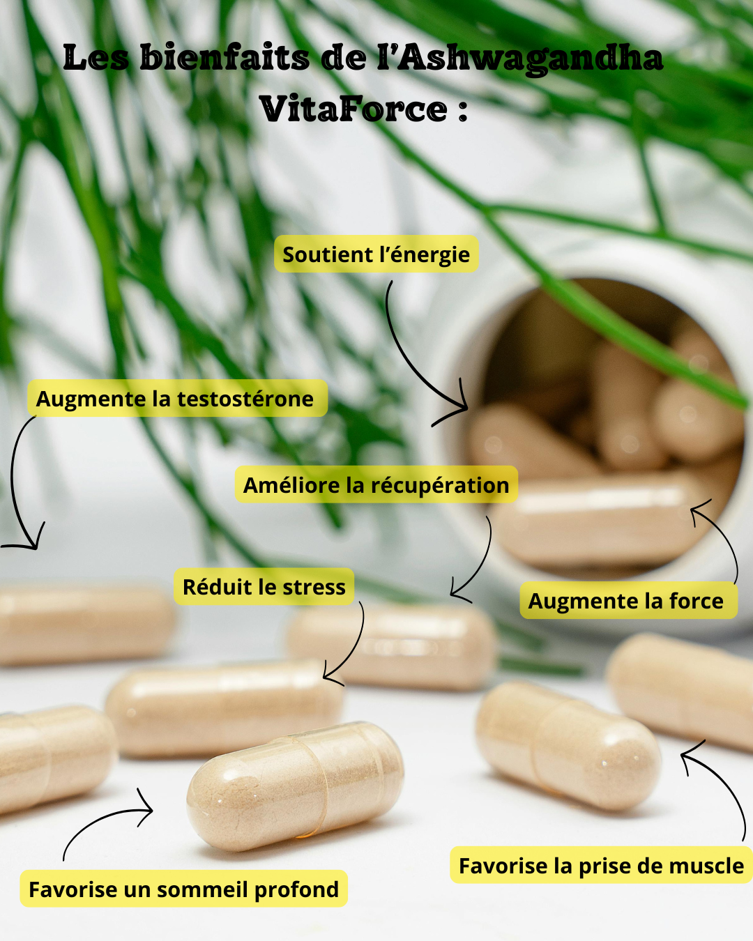 Ashwagandha Gélules